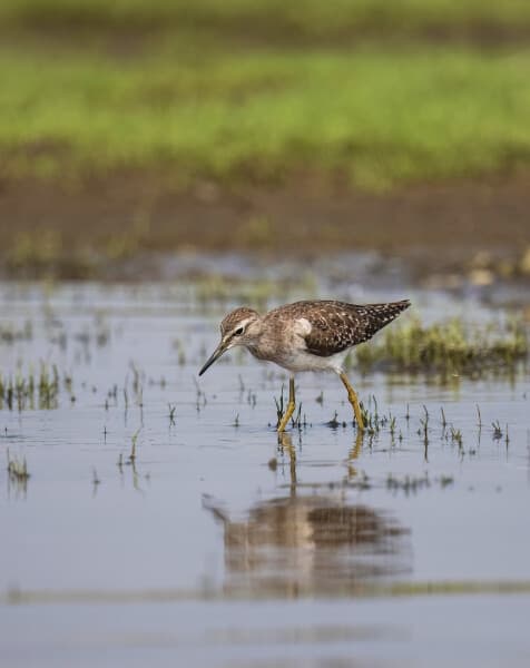 Green Sandpiper