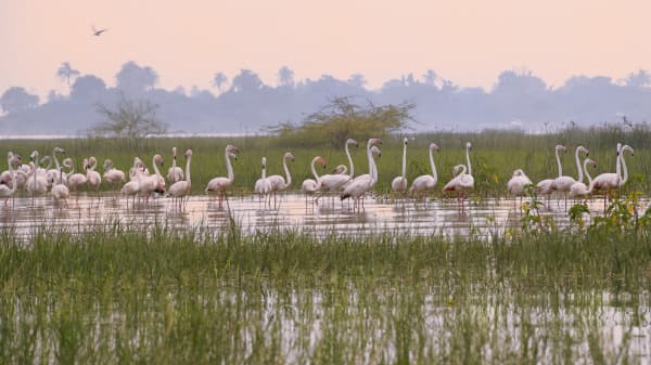 Migratory Flamingos At Bhigwan