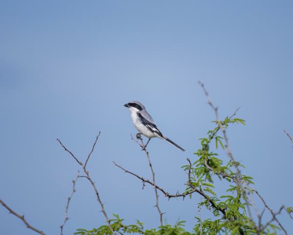 Long-tailed Shrike