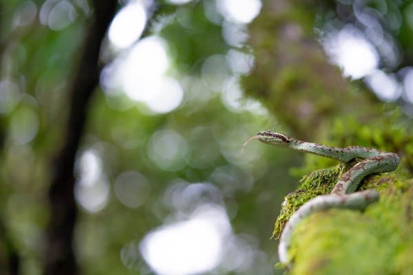 Whispers Of The Rainforest | Wildlife Wall Decor