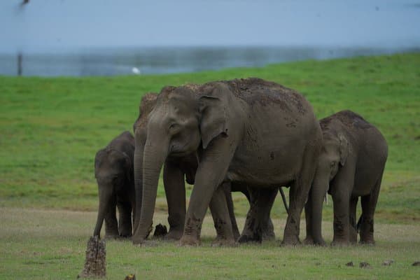 The Elephant Family | Wildlife Photography Print