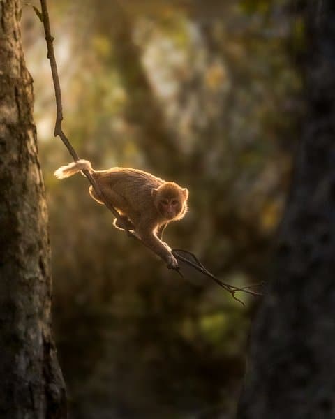 Winters Quiet Glow | Wildlife Photography