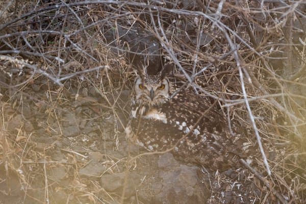 The Silent Guardian Of Sahyadri | Wildlife Photography