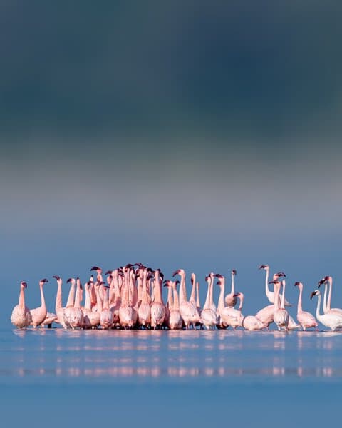 Flamingo Gathering | Bird Photo Print