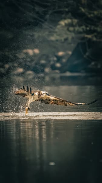 Wings Over Sultanpur