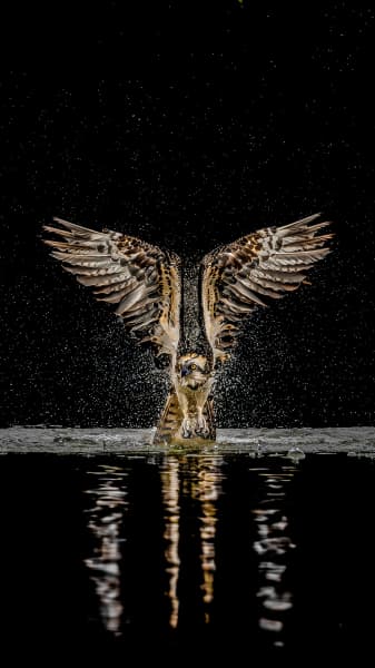 Symmetry Of The Hunter