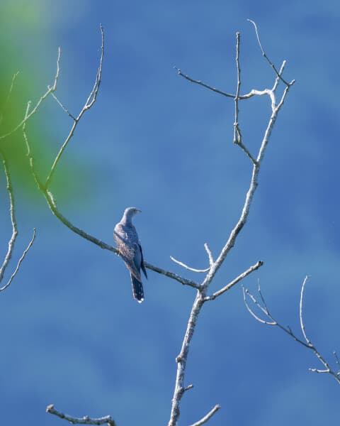 Himalayan Cuckoo
