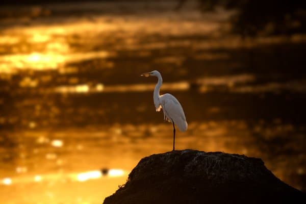 Egret In Golden Solitude | Golden Egret Portrait