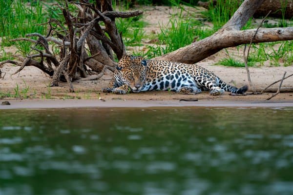 Still Waters And A Silent Hunter | Wildlife Wall Decor