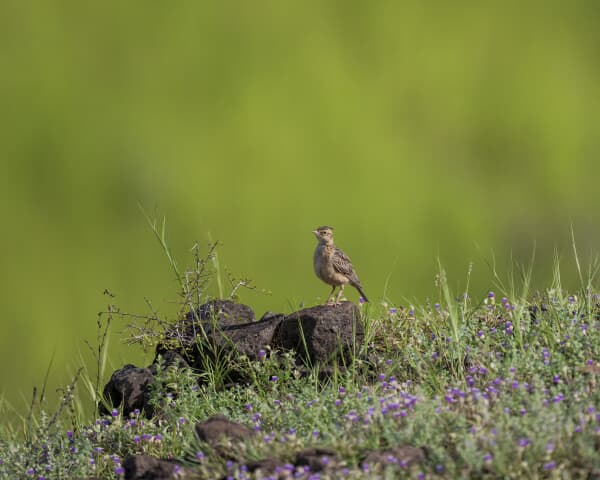 Tawny Lark