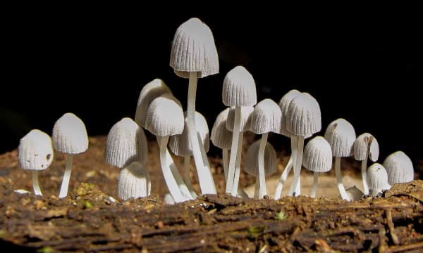 Group