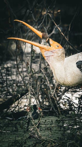 Storks In Beak-to-beak Moment | Stork Interaction