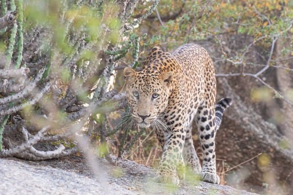 An Unbroken Stare | Wildlife Home Decor