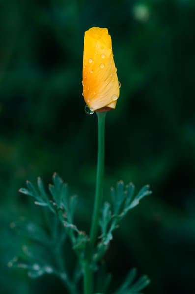 Floral Art