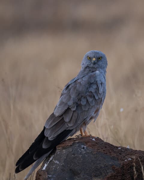 Hen Harrier