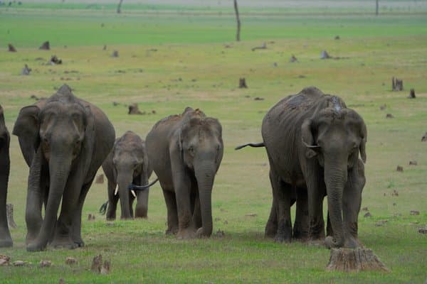 Nature Knows No Boundaries | Wildlife Photography