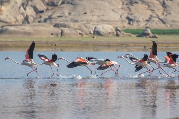 A Symphony In Pink | Wildlife Photography