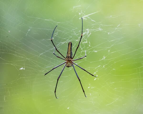 Golden Weaver Of The Web