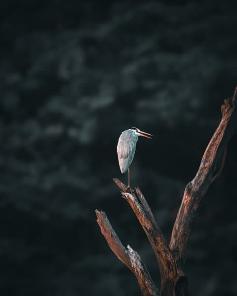 Pale Bird On Barewood | Woodland Bird Portrait