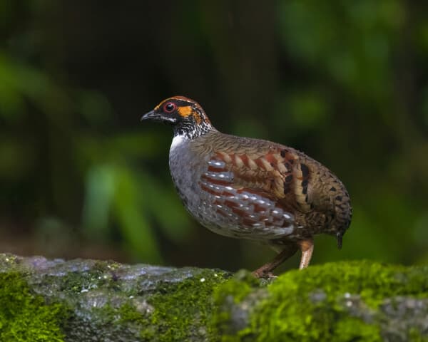 Hill Partridge