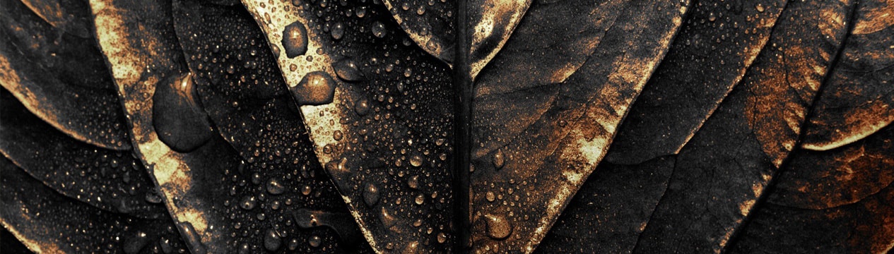 Luxury Wall Art