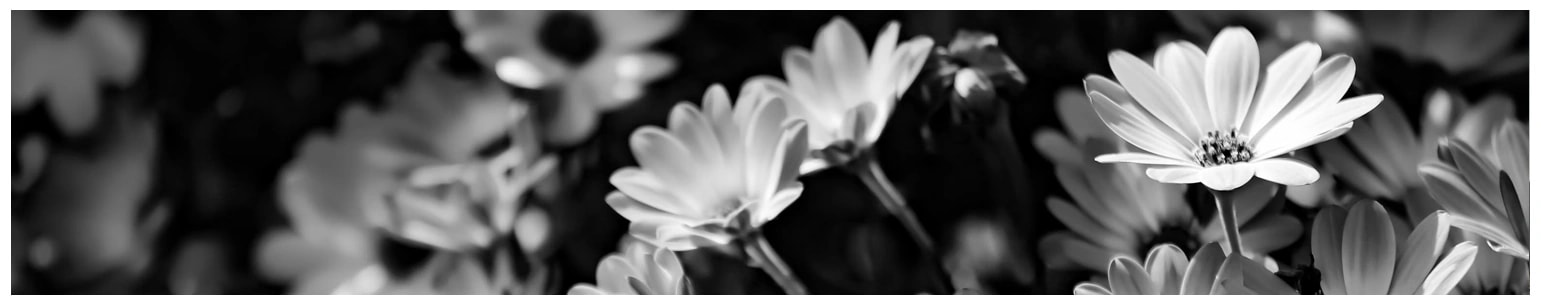 Monochrome Art