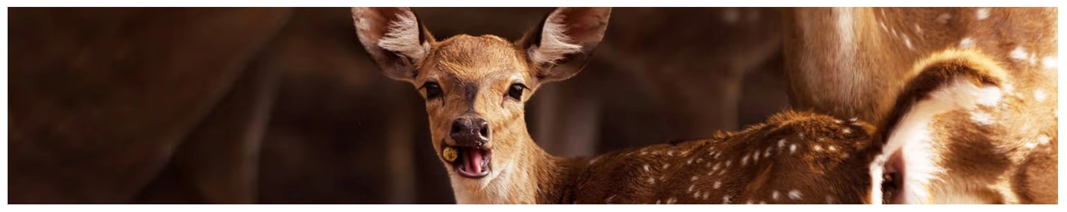 Wildlife