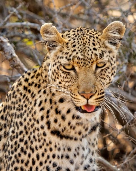 Silent Focus | Wildlife Home Decor
