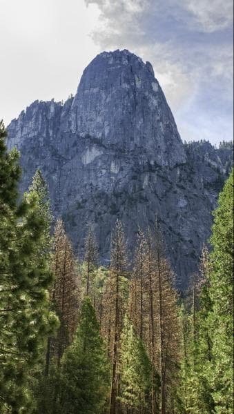 A Mountain Browned Tress View