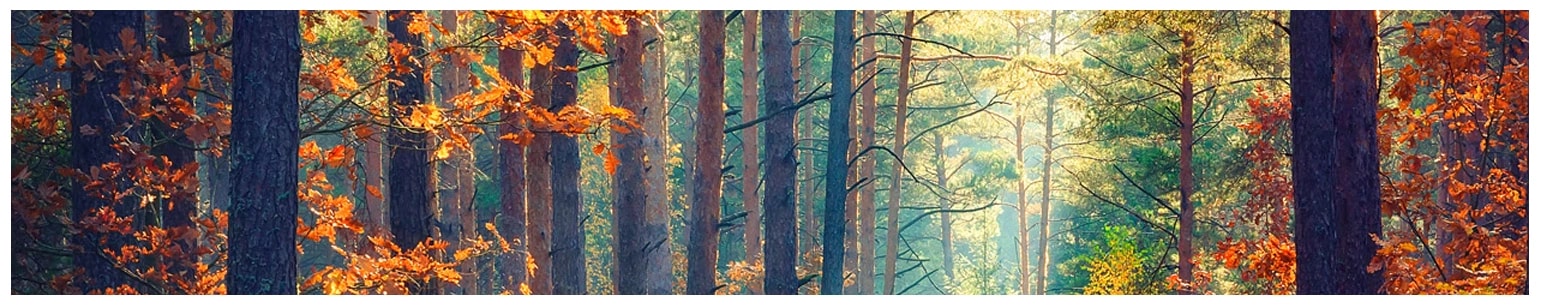 Nature Wall Art