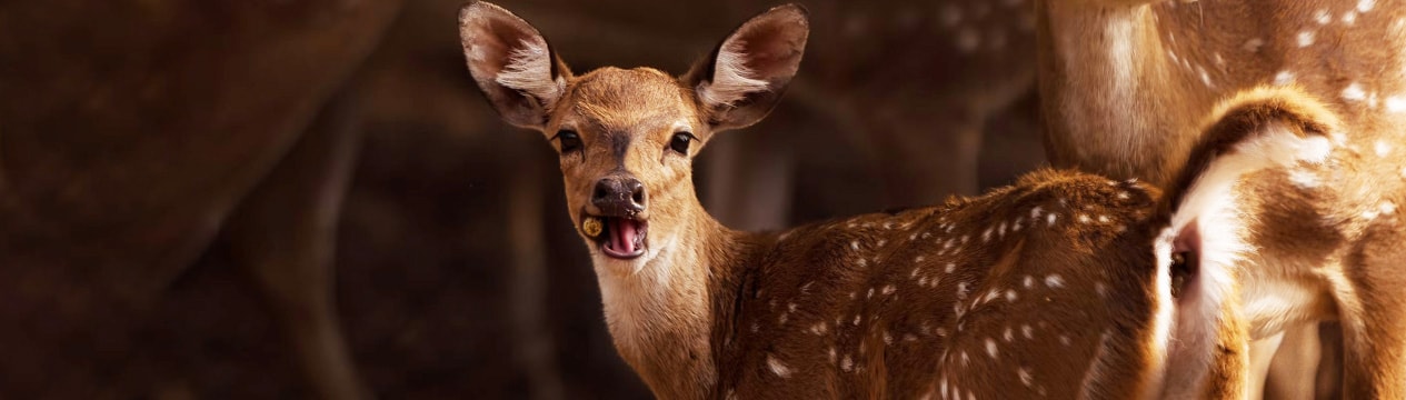 Wildlife